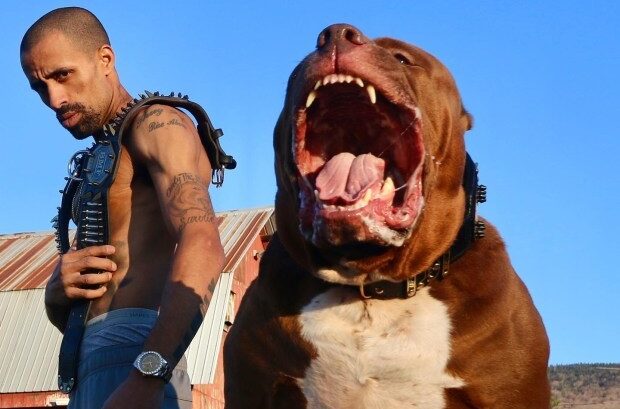  Cães da raça Pitbull serão proibidos no Reino Unido; mais de 200 animais podem ser sacrificados