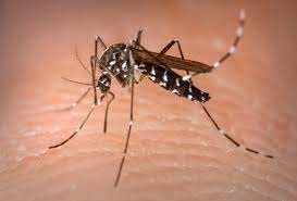  Dengue: Pernambuco investiga primeiras mortes associadas à dengue em 2024