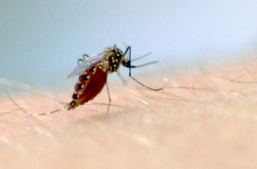  Ouricuriense tem morte confirmada por dengue