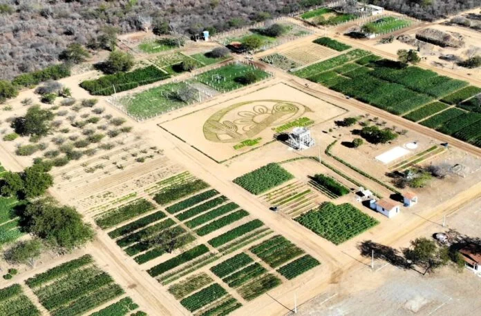  Semiárido Show reunirá mais de 100 tecnologias nas vitrines de campo