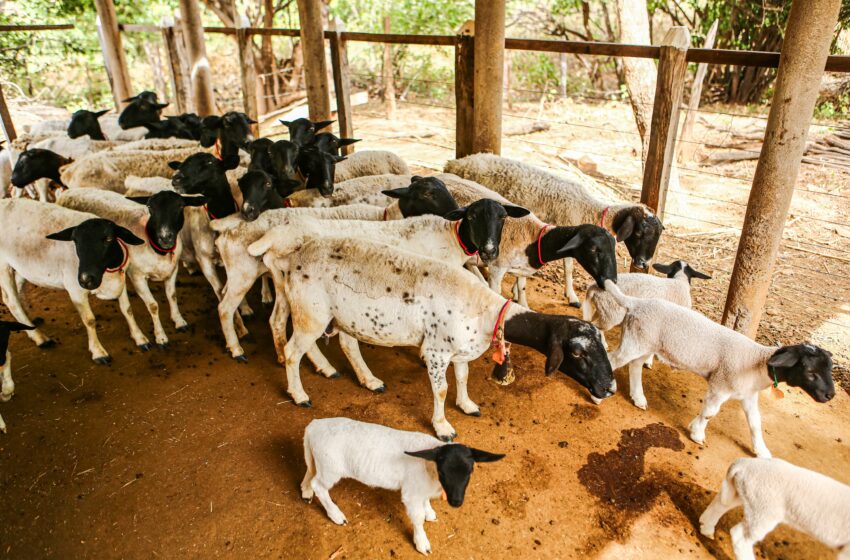  Mortandade de caprinos e ovinos preocupa criadores no interior do Piauí; causa segue em investigação