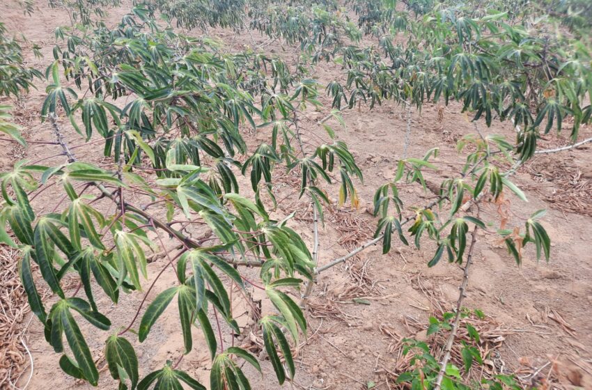 wp header logo 116.png