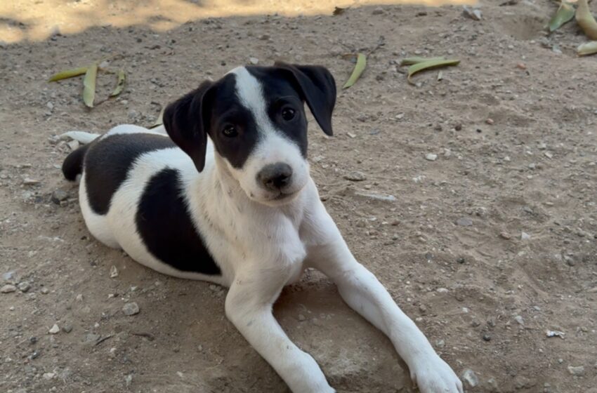 AMPARA intensifica ações de acolhimento de animais de rua em Araripina