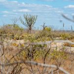 Bancos de desenvolvimento brasileiros reúnem R$ 100 milhões para preservar a Caatinga – Blog da Grande Bancos de desenvolvimento brasileiros reúnem R$ 100 milhões para preservar a Caatinga – Blog da Grande