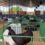 15ª edição reforça força do agro e movimenta Caldeirão Grande do Piauí – Blog da Grande 15ª edição reforça força do agro e movimenta Caldeirão Grande do Piauí – Blog da Grande