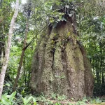 Congresso terá sete em cada dez parlamentares contra agenda ambiental